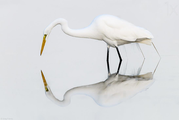 white heron