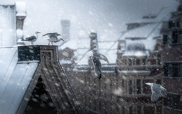Seagulls over the city