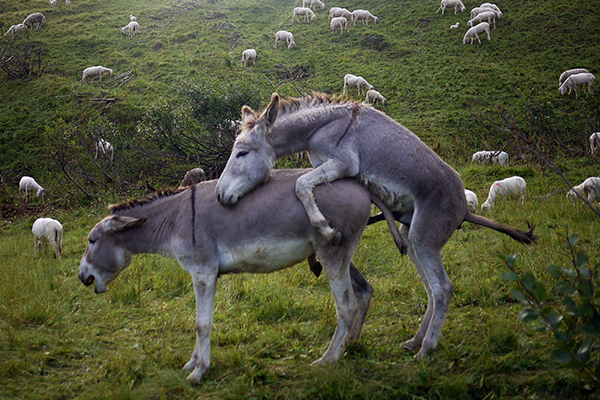 Donkeys mating